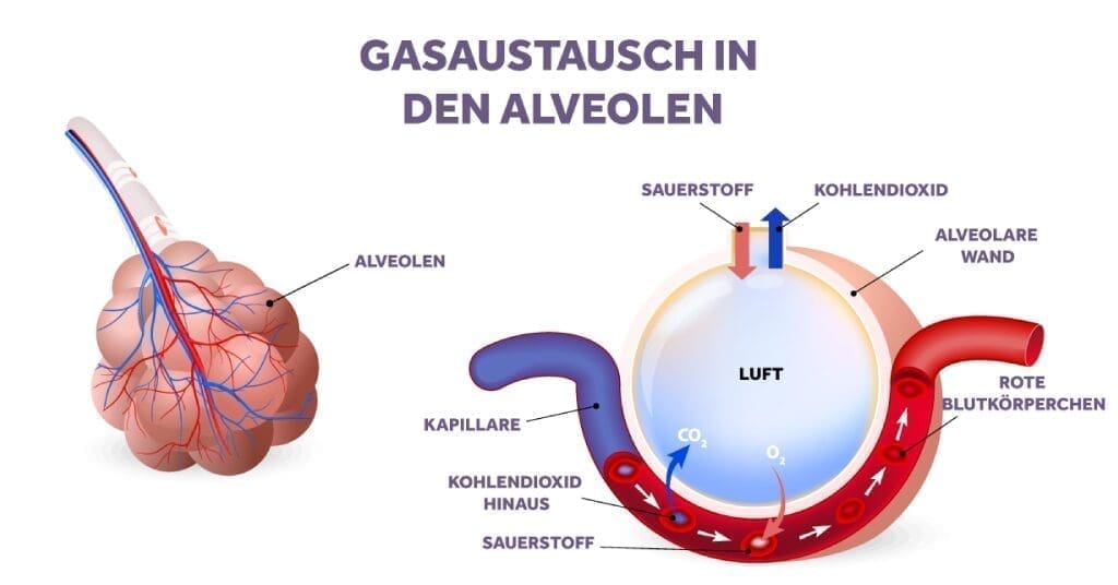 Postoperative Hypoxämie | Eakin Respiratory