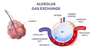 Alveolus gas exchange final Eakin Healthcare